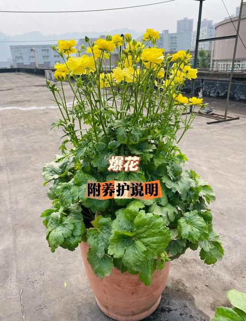 花毛茛有什么作用?花毛茛有毒么?-第3张图片-优品飞百科 花毛茛有什么作用?花毛茛有毒么?-第3张图片-优品飞百科