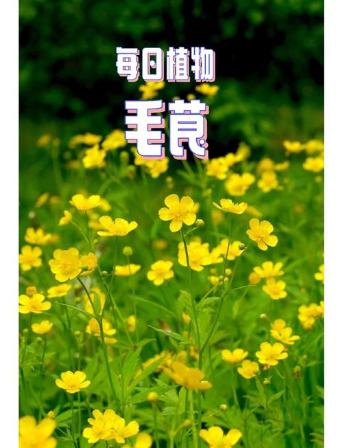 花毛茛有什么作用?花毛茛有毒么?-第4张图片-优品飞百科 花毛茛有什么作用?花毛茛有毒么?-第4张图片-优品飞百科
