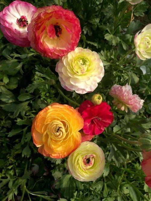 花毛茛有什么作用?花毛茛有毒么?-第5张图片-优品飞百科 花毛茛有什么作用?花毛茛有毒么?-第5张图片-优品飞百科