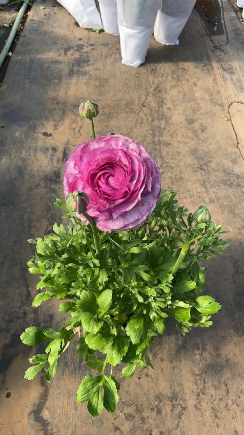 花毛茛有什么作用?花毛茛有毒么?-第6张图片-优品飞百科 花毛茛有什么作用?花毛茛有毒么?-第6张图片-优品飞百科