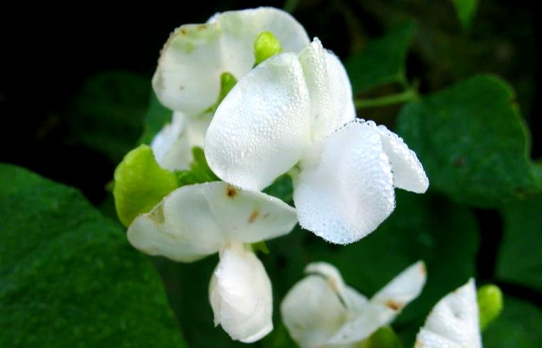 玉簪花可以泡茶吗？玉簪花可以泡茶吗百度百科？-第1张图片-优品飞百科