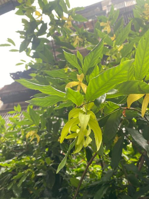 玉簪花可以泡茶吗？玉簪花可以泡茶吗百度百科？-第2张图片-优品飞百科