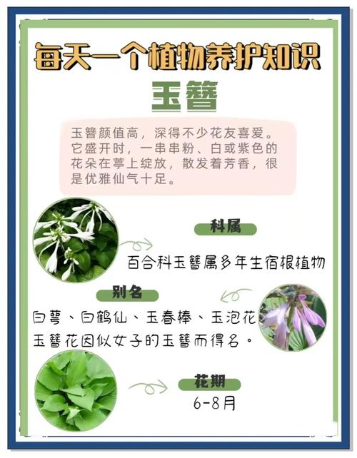 玉簪花可以泡茶吗？玉簪花可以泡茶吗百度百科？-第4张图片-优品飞百科