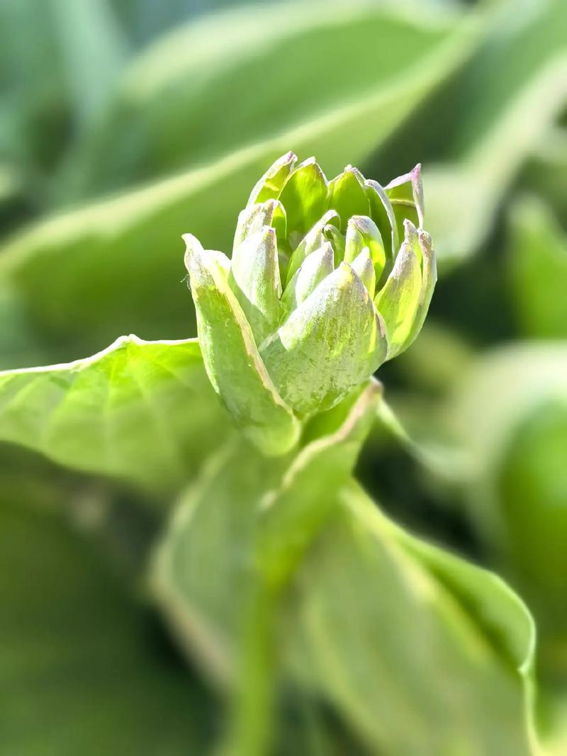 玉簪花可以泡茶吗？玉簪花可以泡茶吗百度百科？-第5张图片-优品飞百科