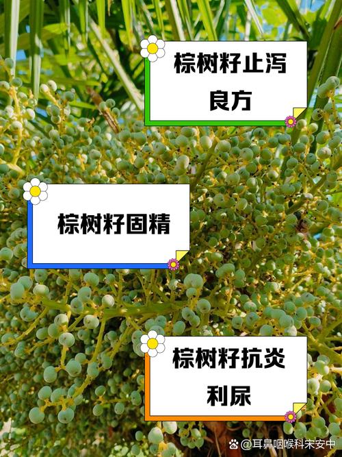 棕树籽的功效与作用，可以泡水或泡酒吗，棕树籽的功效与作用,可以泡水或泡酒吗？-第3张图片-优品飞百科