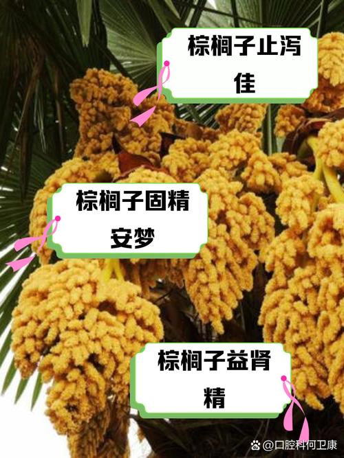 棕树籽的功效与作用，可以泡水或泡酒吗，棕树籽的功效与作用,可以泡水或泡酒吗？-第5张图片-优品飞百科