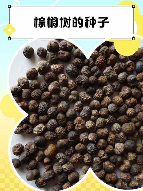 棕树籽的功效与作用，可以泡水或泡酒吗，棕树籽的功效与作用,可以泡水或泡酒吗？-第6张图片-优品飞百科