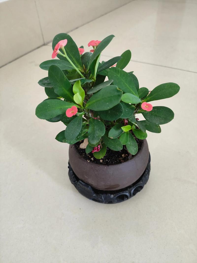 虎刺梅致癌吗，虎刺梅有致癌的危险吗？-第1张图片-优品飞百科