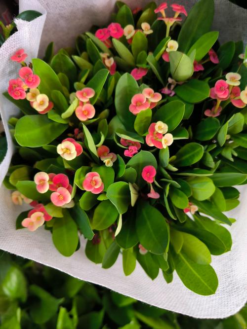 虎刺梅致癌吗，虎刺梅有致癌的危险吗？-第2张图片-优品飞百科