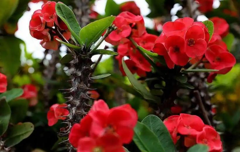 虎刺梅致癌吗，虎刺梅有致癌的危险吗？-第3张图片-优品飞百科