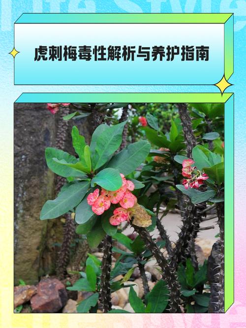 虎刺梅致癌吗，虎刺梅有致癌的危险吗？-第4张图片-优品飞百科