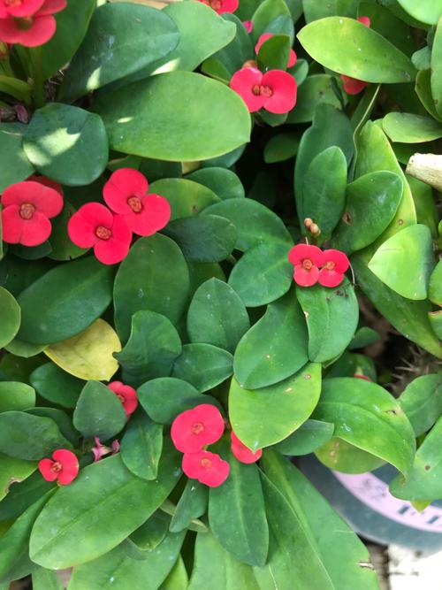 虎刺梅致癌吗，虎刺梅有致癌的危险吗？-第5张图片-优品飞百科