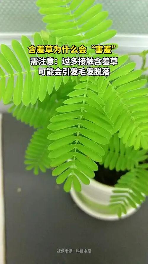 含羞草为什么会害羞，含羞草的图片？含羞草为什么会害羞原因？-第1张图片-优品飞百科