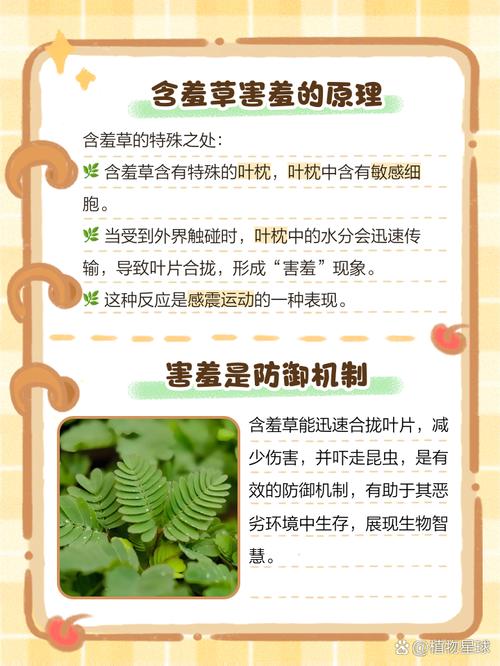 含羞草为什么会害羞，含羞草的图片？含羞草为什么会害羞原因？-第2张图片-优品飞百科