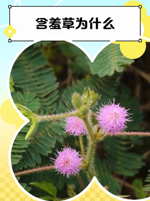 含羞草为什么会害羞，含羞草的图片？含羞草为什么会害羞原因？-第3张图片-优品飞百科