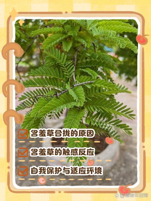 含羞草为什么会害羞，含羞草的图片？含羞草为什么会害羞原因？-第4张图片-优品飞百科