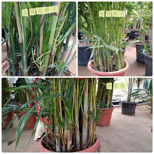夏威夷椰子与富贵椰子的区别？夏威夷富贵竹怎么养才能更旺盛？