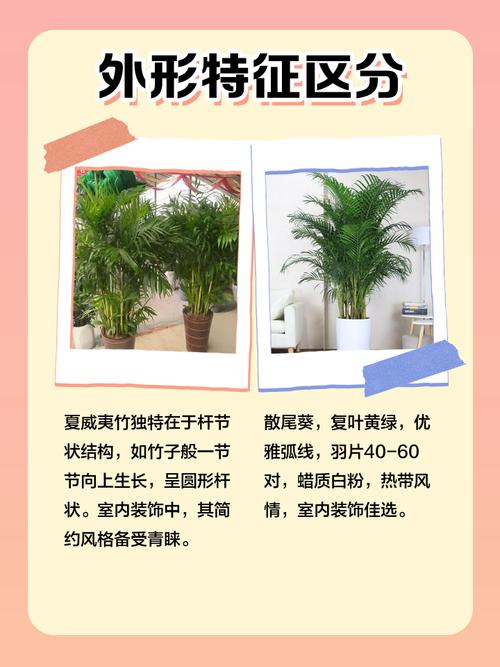 夏威夷椰子与富贵椰子的区别？夏威夷富贵竹怎么养才能更旺盛？-第3张图片-优品飞百科