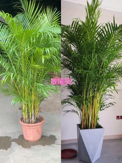 夏威夷椰子与富贵椰子的区别？夏威夷富贵竹怎么养才能更旺盛？-第5张图片-优品飞百科