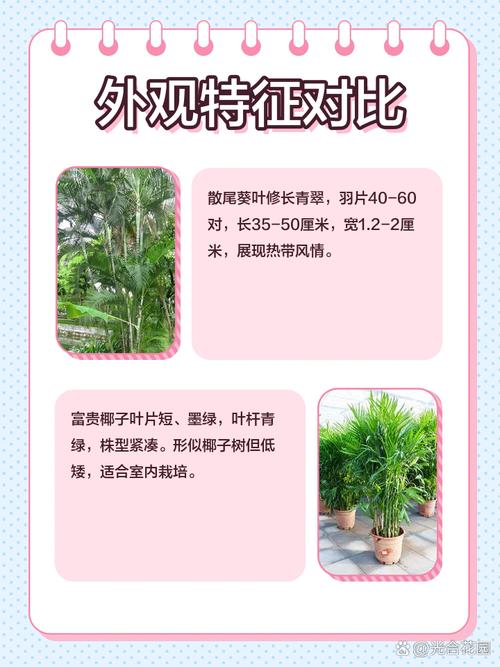 夏威夷椰子与富贵椰子的区别？夏威夷富贵竹怎么养才能更旺盛？-第4张图片-优品飞百科