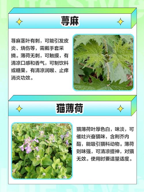 包含春天，和小主一起学养花可好的词条