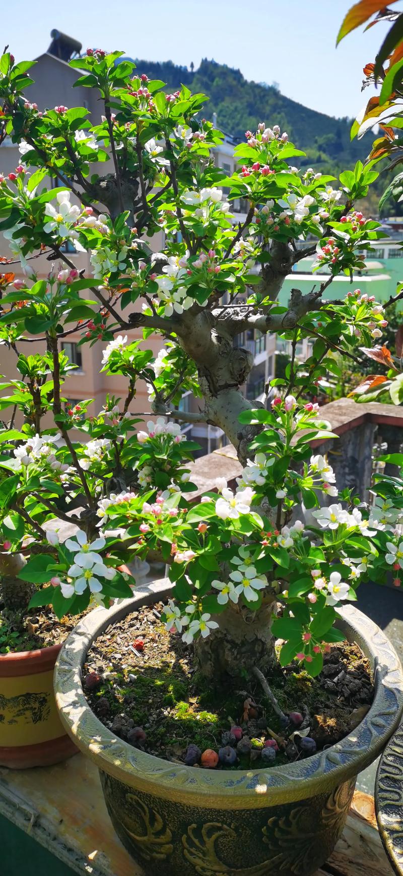 中国的古今名人与海棠花，名人写海棠-第4张图片-优品飞百科