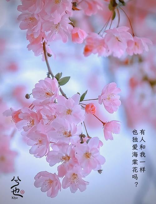 中国的古今名人与海棠花，名人写海棠-第6张图片-优品飞百科