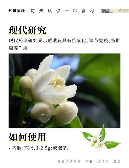 玳玳花的功效与作用，决明子的功效与作用-第1张图片-优品飞百科