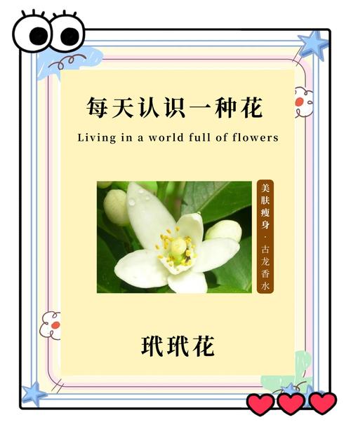 玳玳花的功效与作用，决明子的功效与作用-第2张图片-优品飞百科