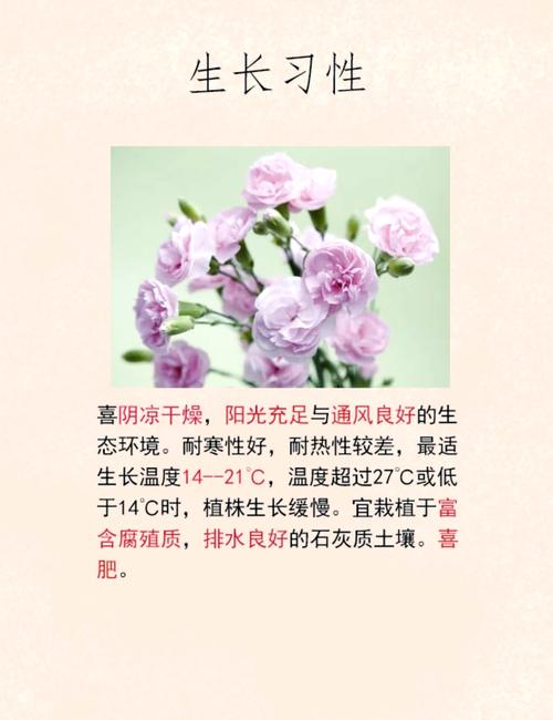 康乃馨的作用，康乃馨 功效？-第4张图片-优品飞百科