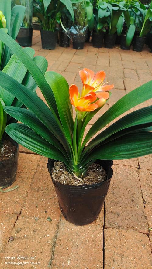 君子兰几年开花，君子兰开花时间，君子兰几年开一次花?？-第1张图片-优品飞百科