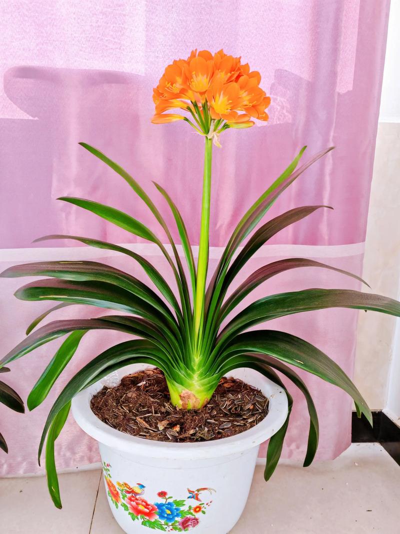 君子兰几年开花，君子兰开花时间，君子兰几年开一次花?？-第2张图片-优品飞百科