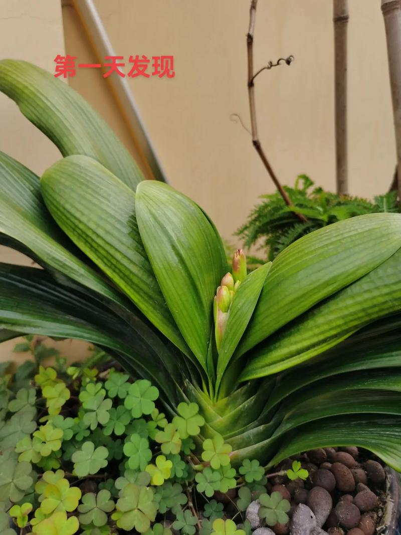 君子兰几年开花，君子兰开花时间，君子兰几年开一次花?？-第3张图片-优品飞百科