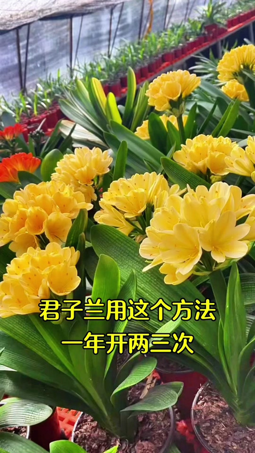 君子兰几年开花，君子兰开花时间，君子兰几年开一次花?？-第4张图片-优品飞百科