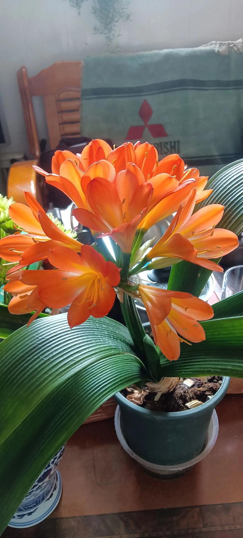 君子兰几年开花，君子兰开花时间，君子兰几年开一次花?？-第5张图片-优品飞百科