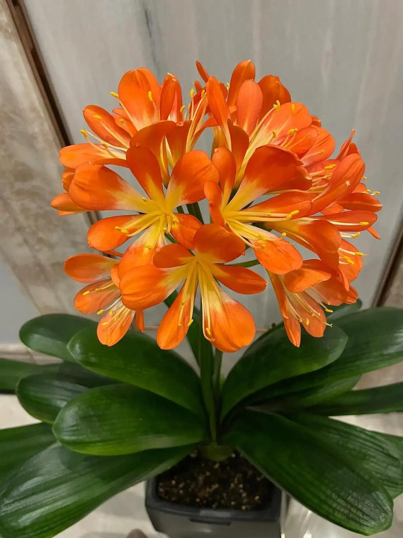 君子兰几年开花，君子兰开花时间，君子兰几年开一次花?？-第6张图片-优品飞百科