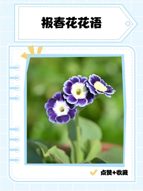 报春花花语，报春花花语象征与寓意？-第1张图片-优品飞百科