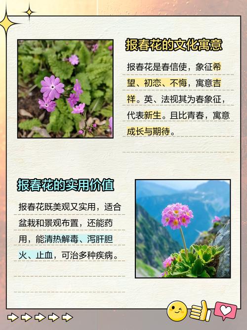 报春花花语，报春花花语象征与寓意？-第2张图片-优品飞百科