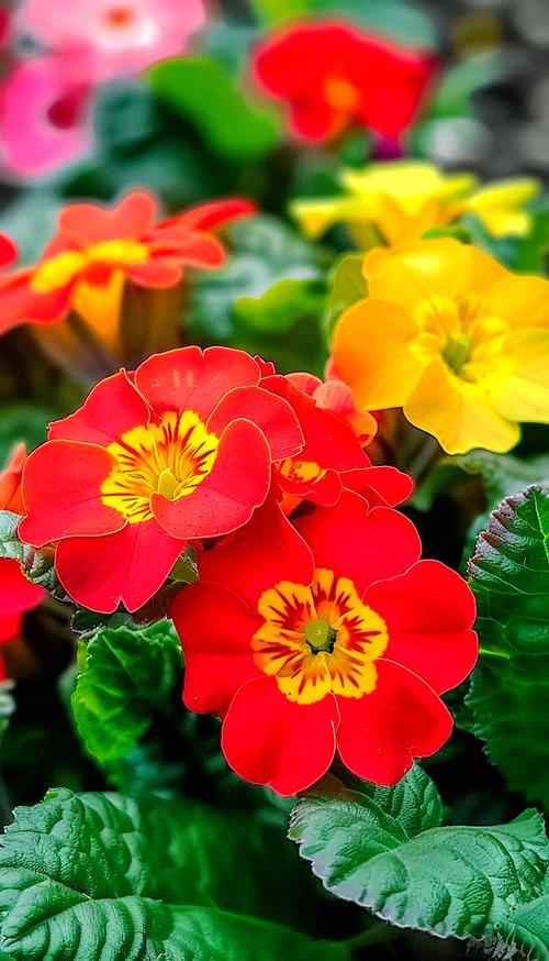 报春花花语，报春花花语象征与寓意？-第3张图片-优品飞百科