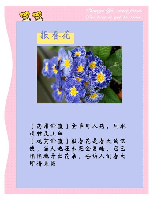 报春花花语，报春花花语象征与寓意？-第4张图片-优品飞百科
