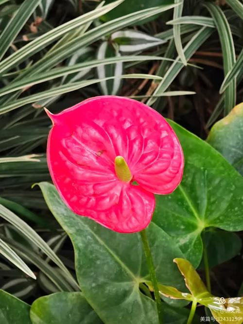 盘锦适合养什么花,市花和市树是什么?最适合盘锦的花?-第2张图片-优品飞百科 盘锦适合养什么花,市花和市树是什么?最适合盘锦的花?-第2张图片-优品飞百科