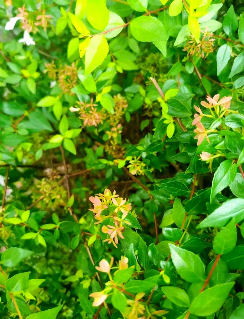 盘锦适合养什么花,市花和市树是什么?最适合盘锦的花?-第3张图片-优品飞百科 盘锦适合养什么花,市花和市树是什么?最适合盘锦的花?-第3张图片-优品飞百科