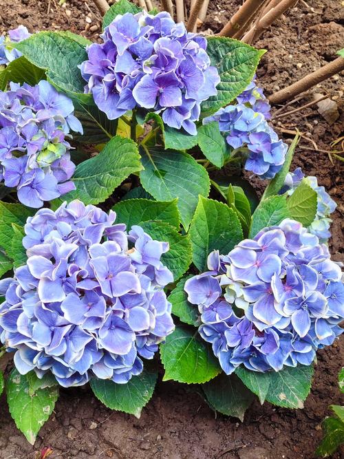 盘锦适合养什么花,市花和市树是什么?最适合盘锦的花?-第5张图片-优品飞百科 盘锦适合养什么花,市花和市树是什么?最适合盘锦的花?-第5张图片-优品飞百科