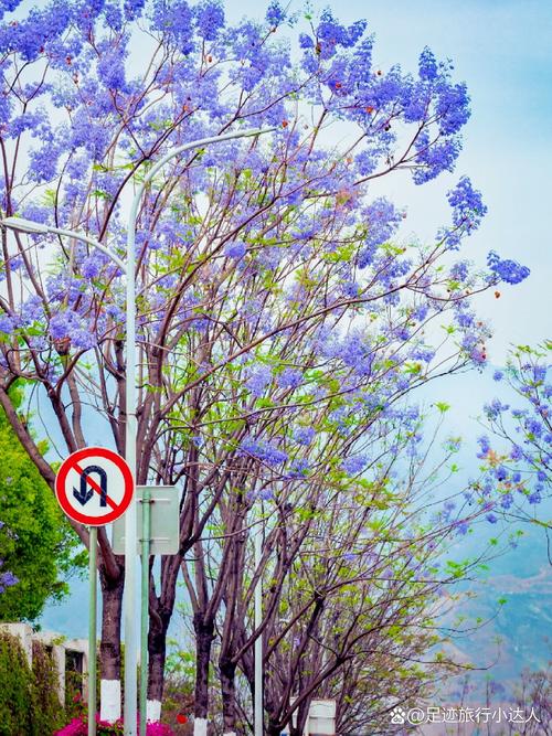 盘锦适合养什么花,市花和市树是什么?最适合盘锦的花?-第6张图片-优品飞百科 盘锦适合养什么花,市花和市树是什么?最适合盘锦的花?-第6张图片-优品飞百科