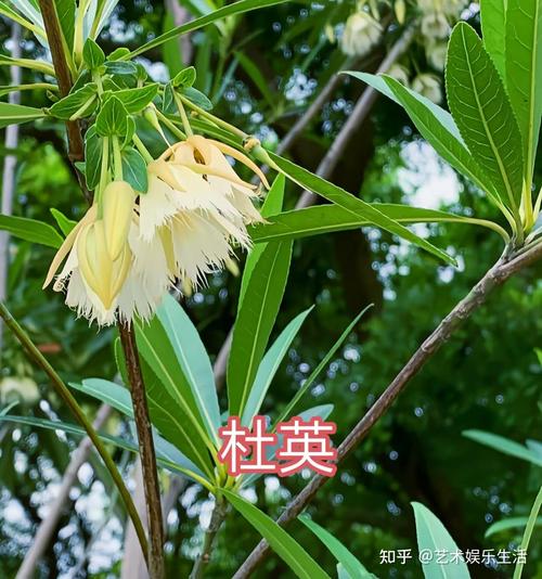 盘锦适合养什么花,市花和市树是什么?最适合盘锦的花?-第7张图片-优品飞百科 盘锦适合养什么花,市花和市树是什么?最适合盘锦的花?-第7张图片-优品飞百科