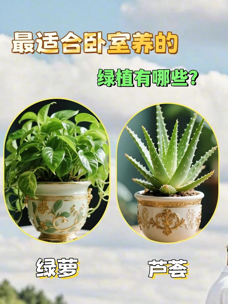 养了十几年花，位置居然没放对，白养了！，养了十几年的花