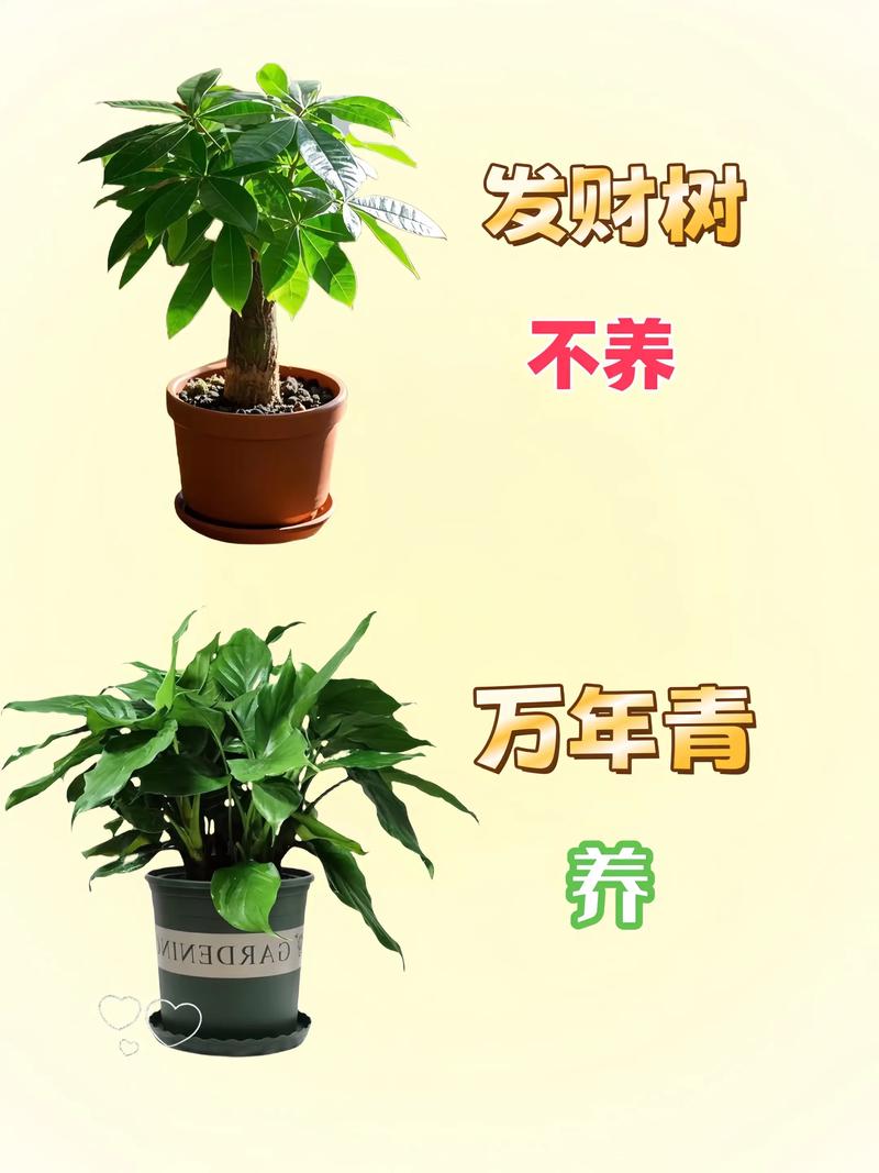 养了十几年花，位置居然没放对，白养了！，养了十几年的花-第2张图片-优品飞百科