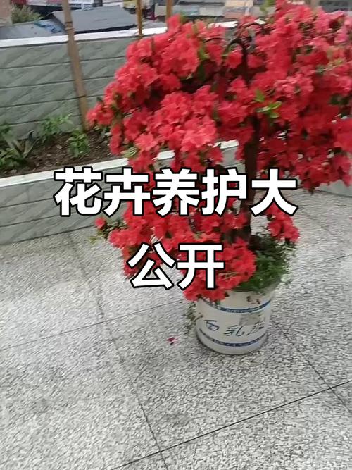 养了十几年花，位置居然没放对，白养了！，养了十几年的花-第3张图片-优品飞百科