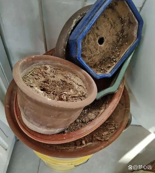 养了十几年花，位置居然没放对，白养了！，养了十几年的花-第4张图片-优品飞百科