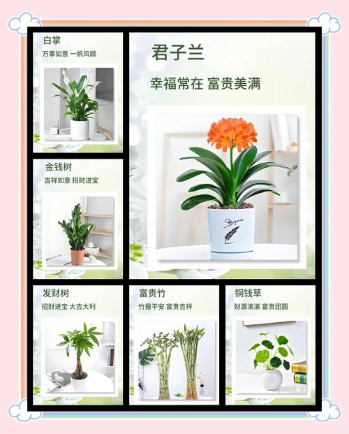 养了十几年花，位置居然没放对，白养了！，养了十几年的花-第5张图片-优品飞百科